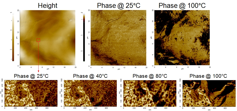 Collagen film phase change by temp 2