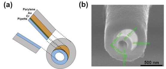  Schematic view of the cross section of a UME (a), SEM image of the tip of a UME (b)