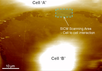 live-whole-cell-imaging