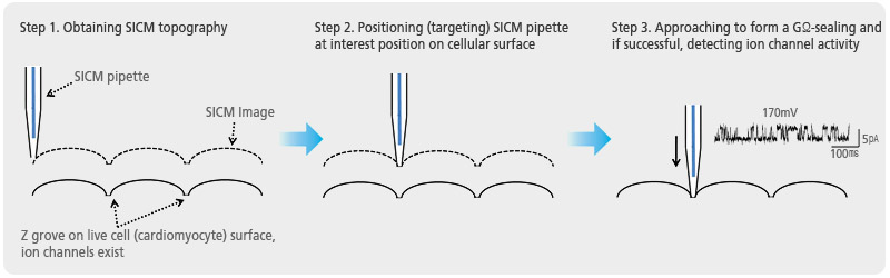 steps-of-targeted-patch-clamping