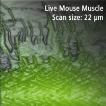 200807-live-mouse-muscle-afm-microscopy