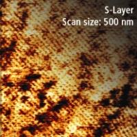 200807-s-layer-afm-microscopy