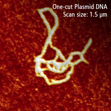 200808-park-systems-strong-presence-icn-t-2008-one-cut-plasmid-dna-afm-image