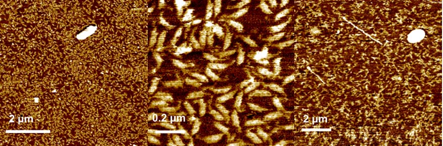 200810-oct-images-xe-afm-dna-origami