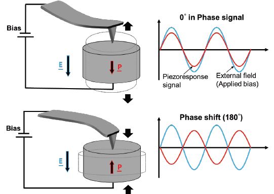 a) and (b) SS-PFM phase and amplitude loops of the BiF